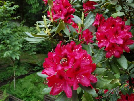 rhododendron1.jpg