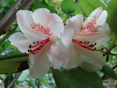 rhododendron2.jpg
