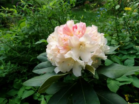 rhododendron3.jpg